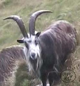 Old English Feral Goat